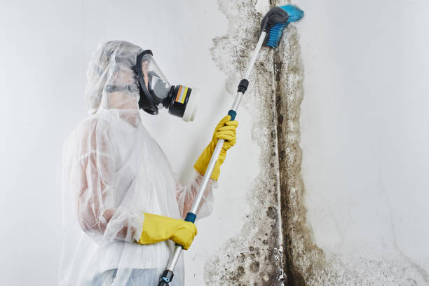 Best Mold Damage Repair  in Richmond West, FL