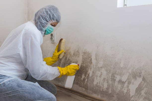 Best Black Mold Removal  in Richmond West, FL