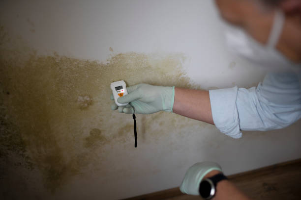 Best Mold Damage Repair  in Richmond West, FL