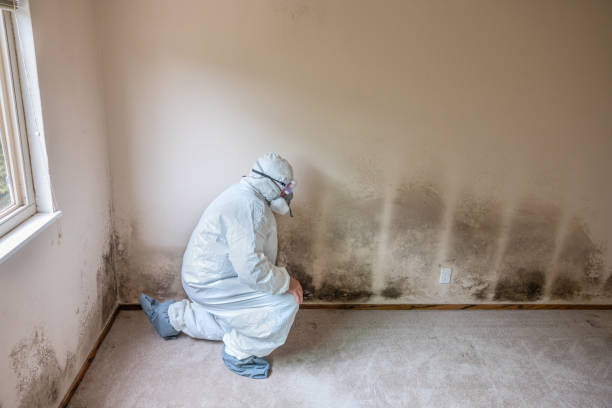 Best Best Mold Removal Companies  in Richmond West, FL