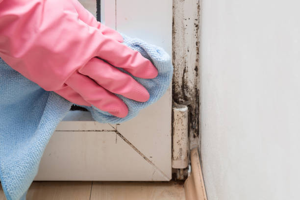 Best Affordable Mold Removal  in Richmond West, FL